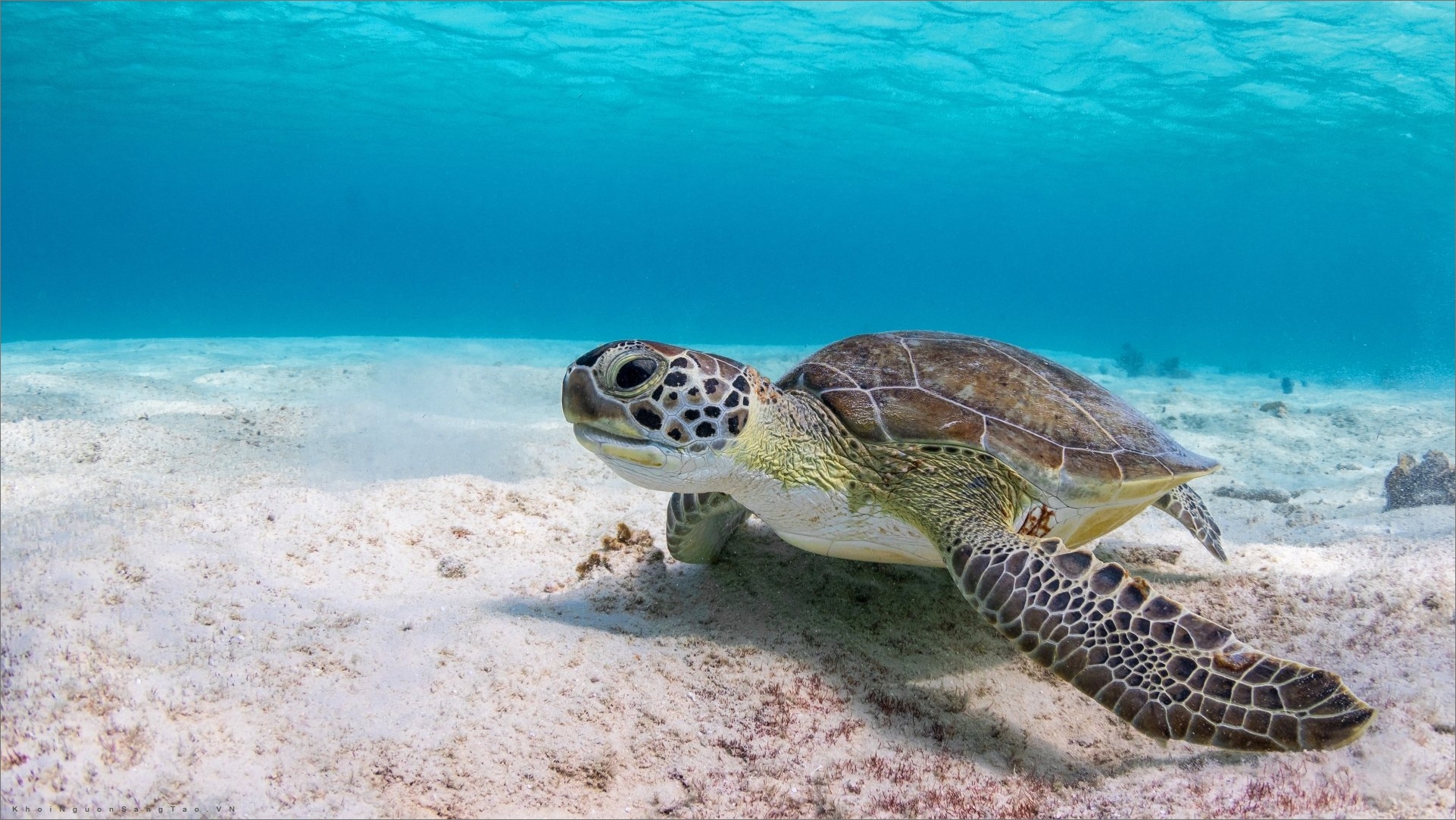 Mách bạn hơn 105 hình ảnh con rùa hay nhất  Tin Học Vui