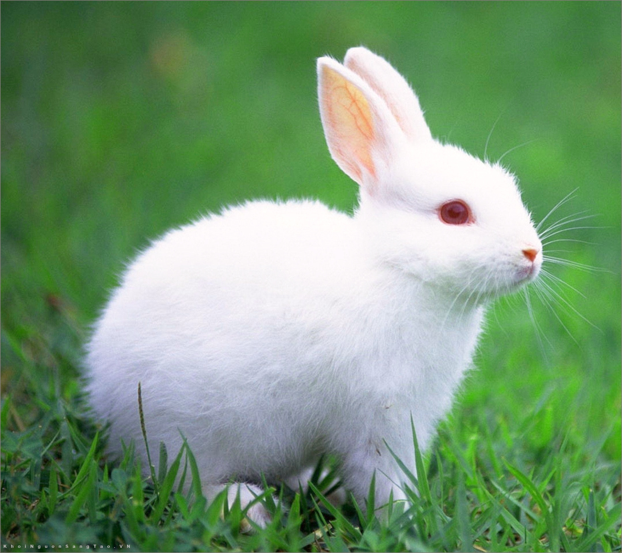 Chúng ta không thể không cười khi nhìn thấy những hình ảnh con thỏ đẹp cute. Với bộ lông mềm mại, đôi tai dài và vẻ đáng yêu, chúng sẽ làm người xem cảm thấy thật tuyệt vời.