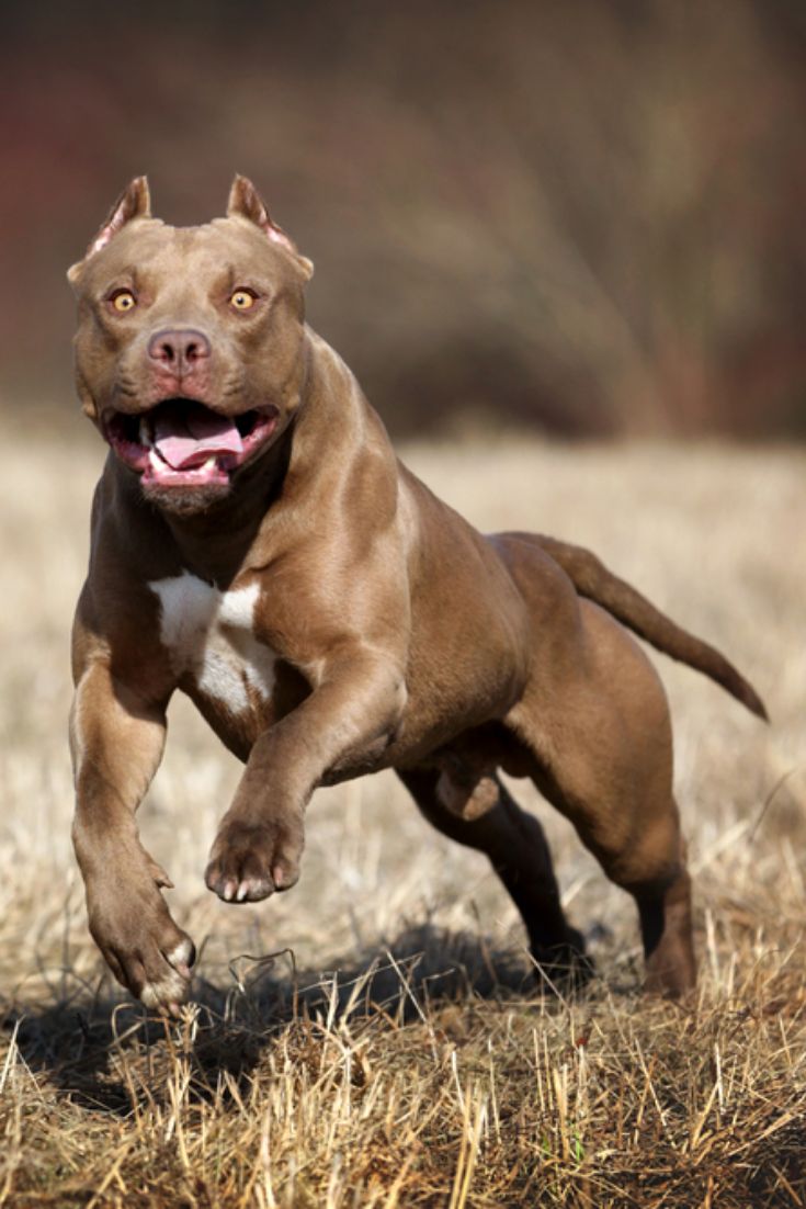33+ Hình Ảnh Chó Pitbull Đẹp, Mạnh Mẽ, Nhìn Rén Chưa Cưng