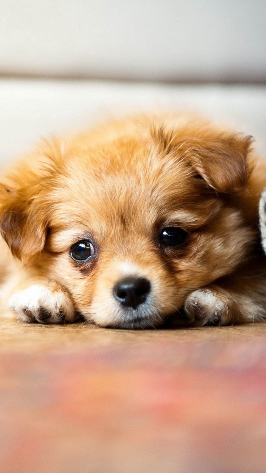 Ảnh chó buồn đáng yêu: Bức ảnh này khiến bạn không thể nhịn nổi sự đáng yêu của chú chó buồn. Nhấn vào đây để chiêm ngưỡng bức ảnh đầy cảm xúc và đáng yêu này. Bạn sẽ không thất vọng!