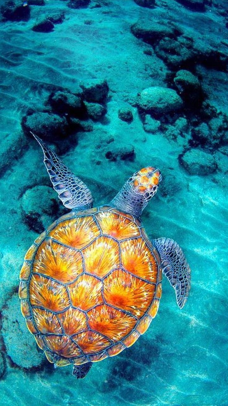 Hình ảnh hình nền con rùa đẹp cute dễ thương và hiền lành nhất