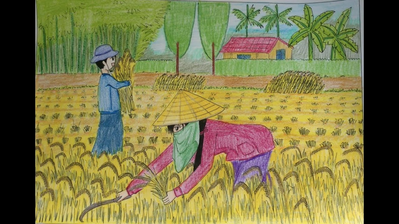 Tranh vẽ nông dân gặt lúa trên đồng quê em AmiA TSD510