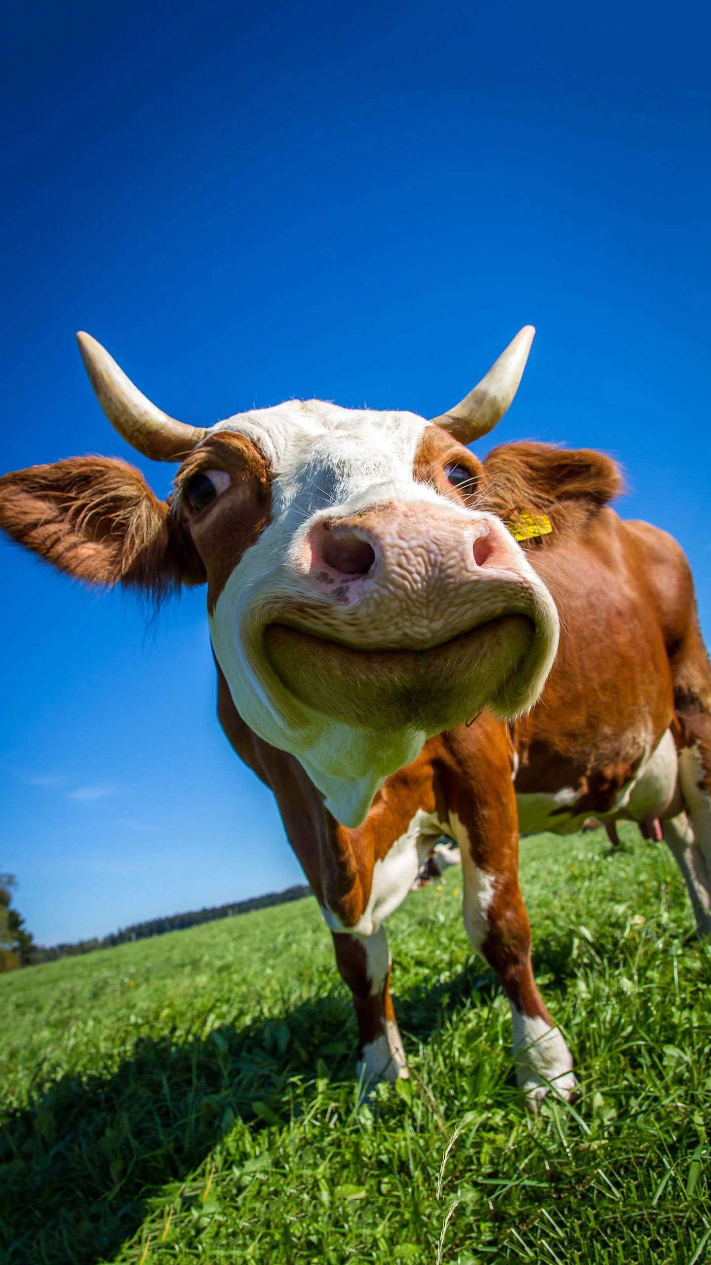 Hình ảnh chứng minh loài bò biết lướt ván | Cows funny, Funny cow pictures,  Cow pictures
