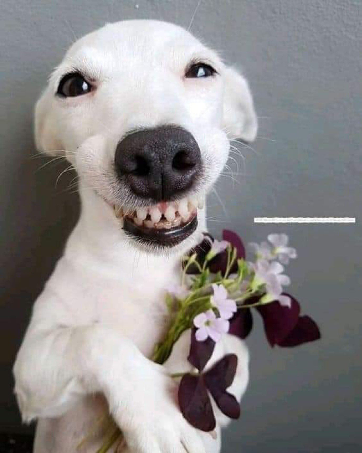 Hình ảnh chó nhe răng làm ta liên tưởng đến sự đáng yêu và dễ thương. Bạn sẽ thích thú khi xem những bức ảnh chó nhe răng đáng yêu trên trang web của chúng tôi.