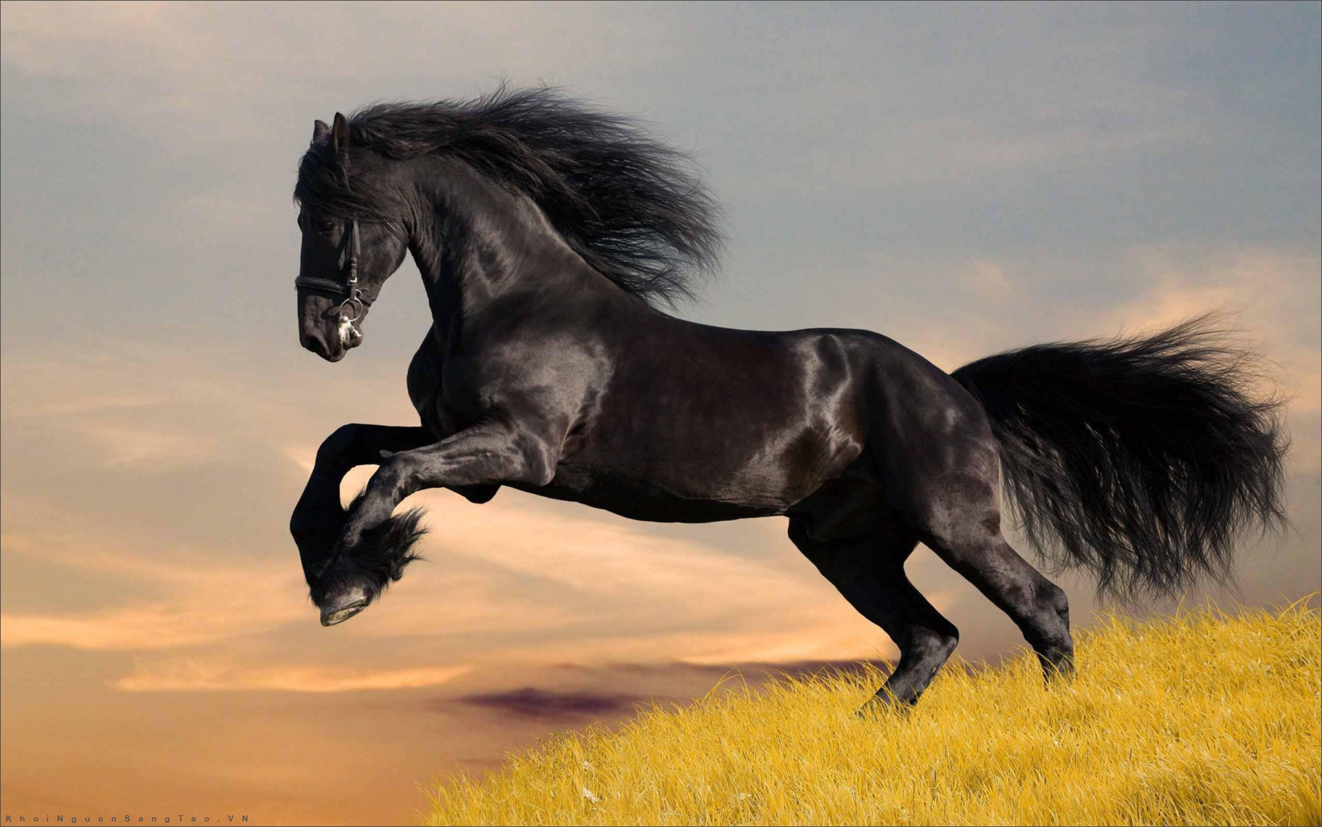 21+ Hình Ảnh Con Ngựa Đẹp, Phóng Khoáng, Khát Vọng Tự Do