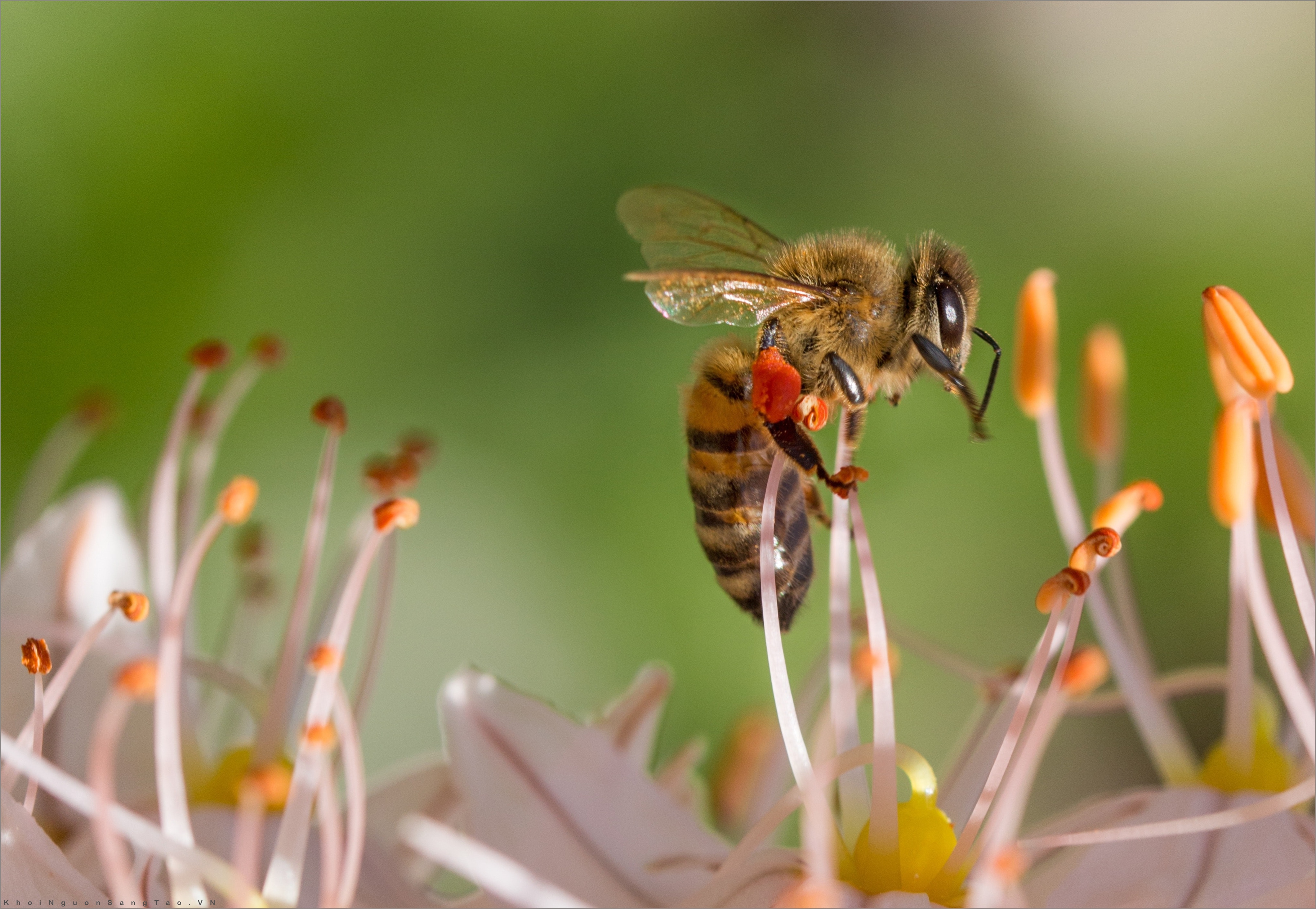 Top hơn 100 hình ảnh con ong đẹp hay nhất  Tin Học Vui