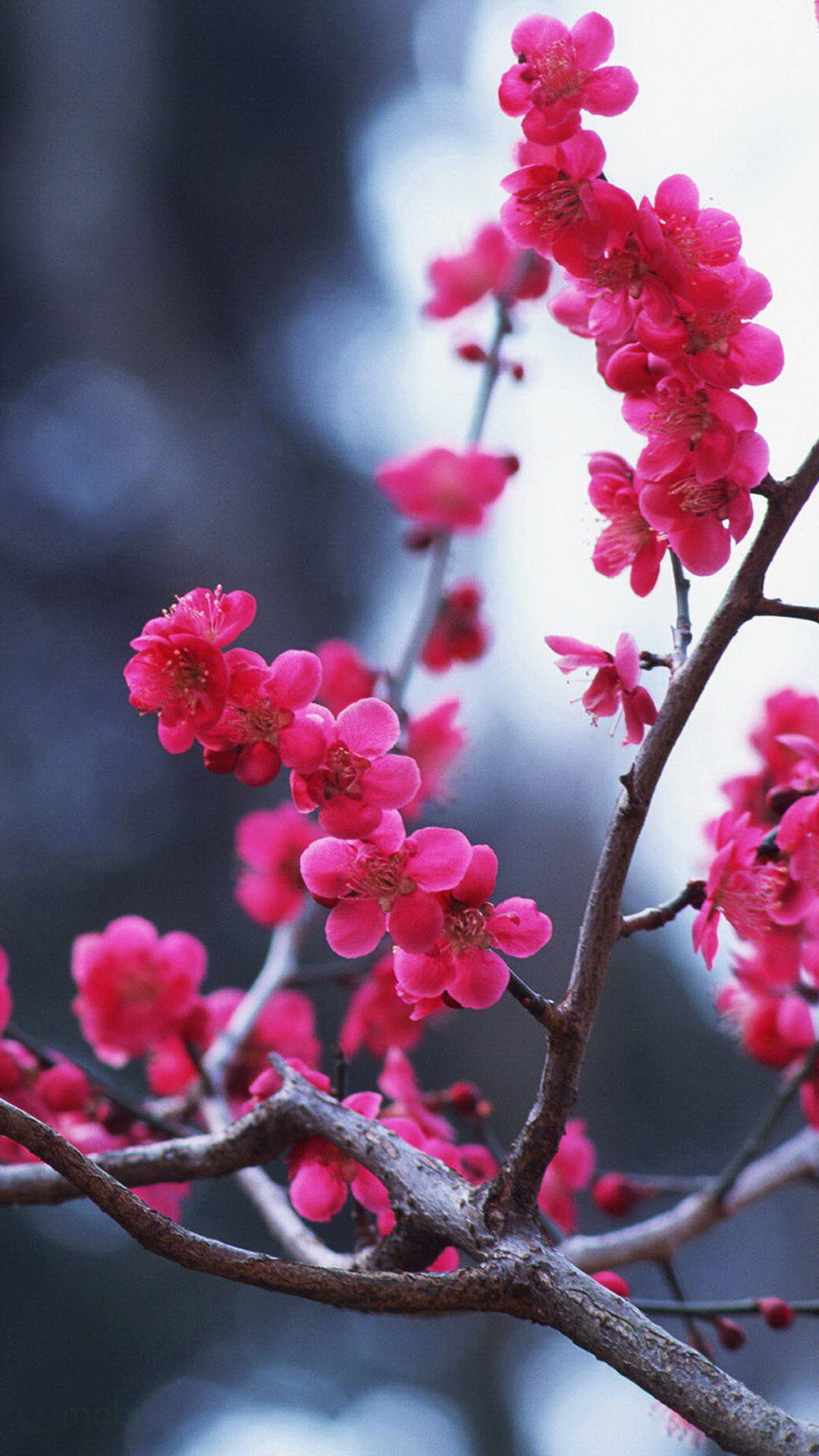 Cập nhật nhiều hơn 110 hình nền điện thoại mùa xuân tuyệt vời nhất  Tin  học Đông Hòa