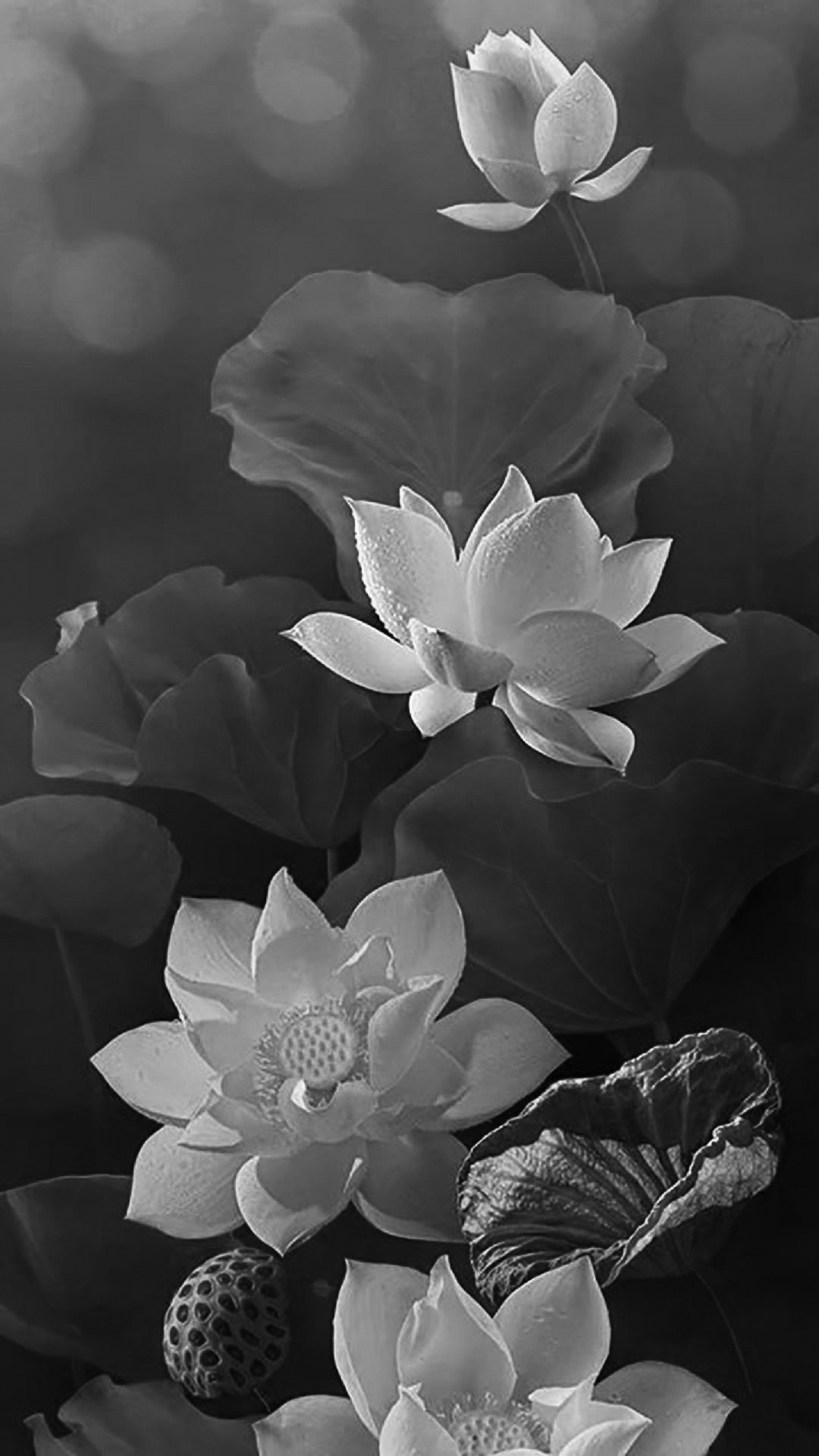Bộ sưu tập hình ảnh hoa cúc trắng nền đen  Hơn 999 hình ảnh đẹp thôi không  tưởng độ phân giải 4K đầy ấn tượng