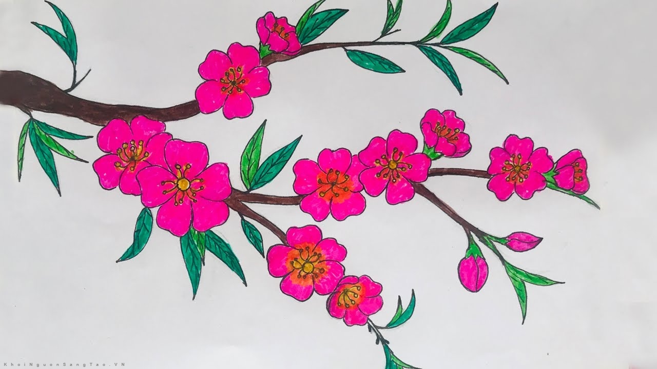 Cách vẽ Vẽ cây mai ngày tết Đơn giản và đẹp
