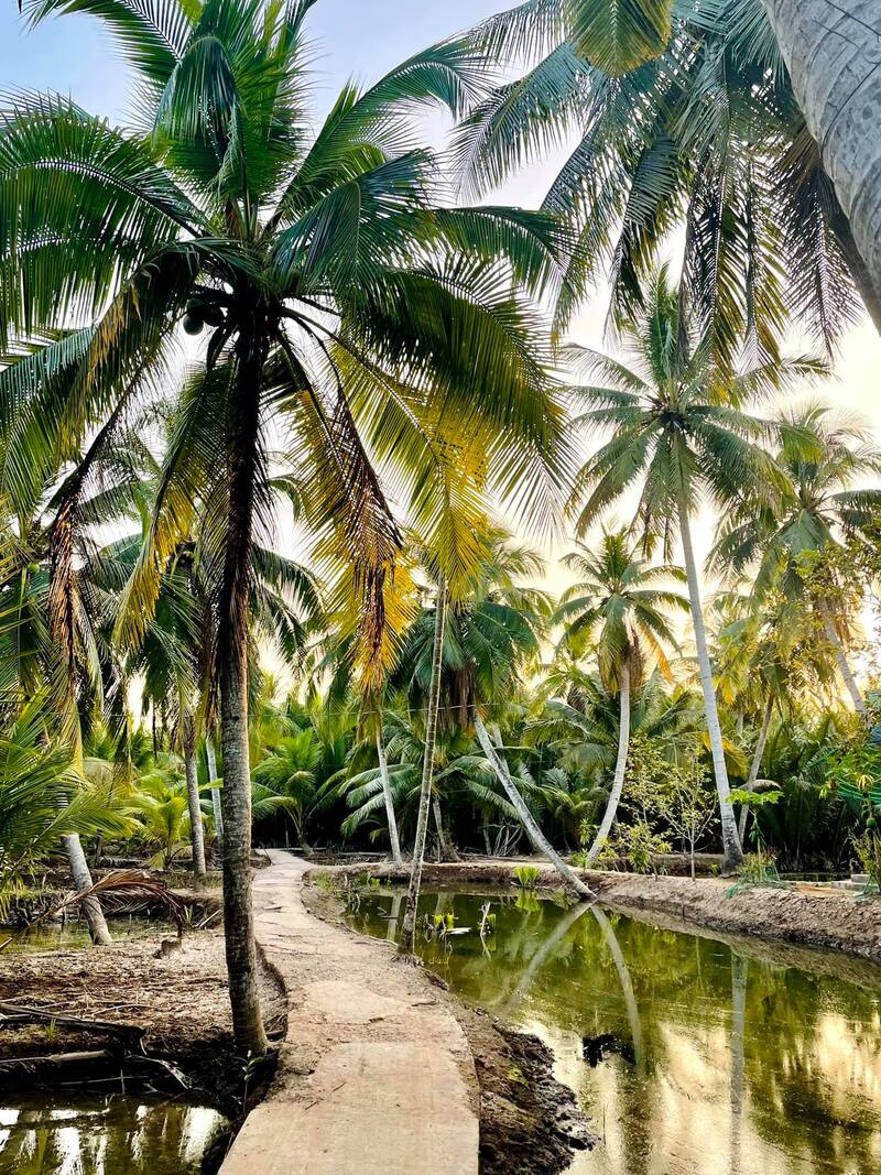 Mô hình cây dừa nhựa trang trí hồ cá cảnh size 10CM